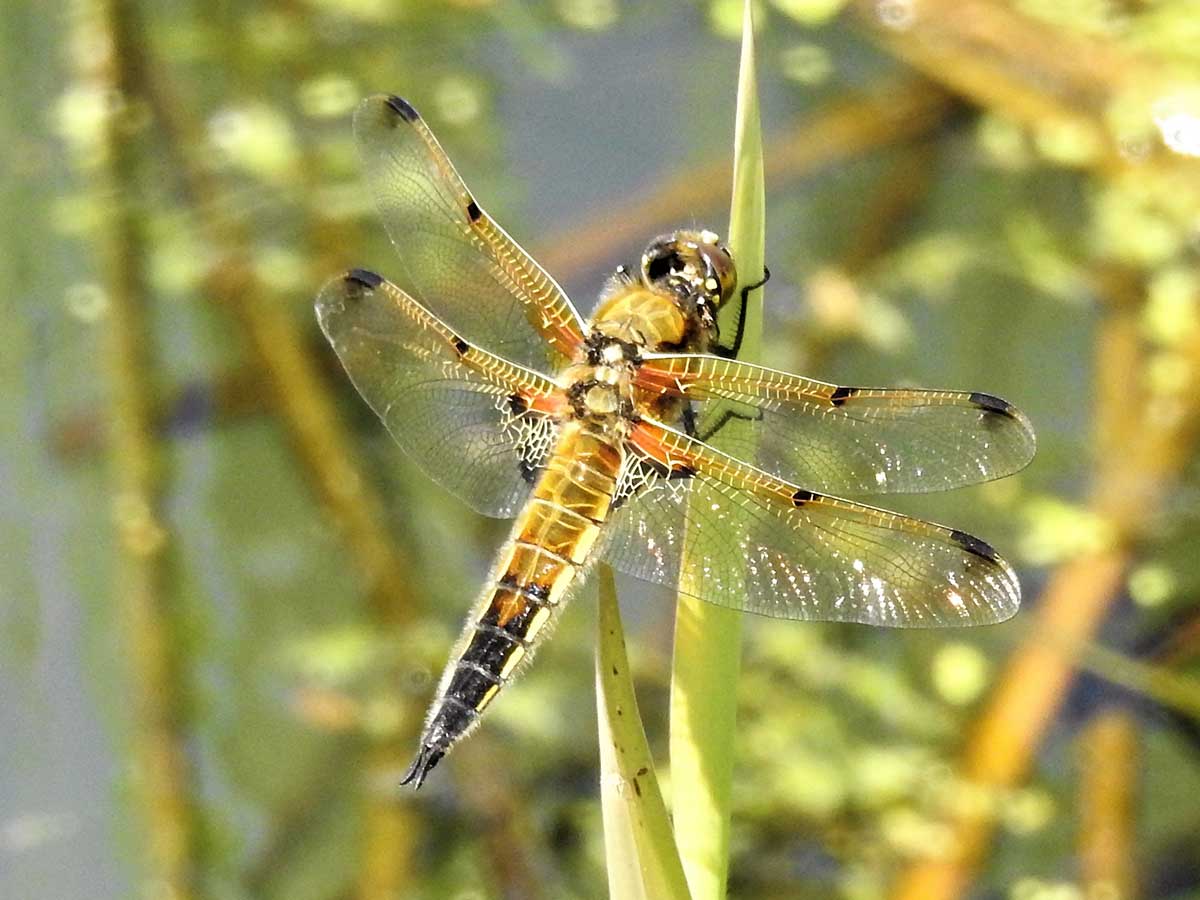 Libellula_quadrimaculata